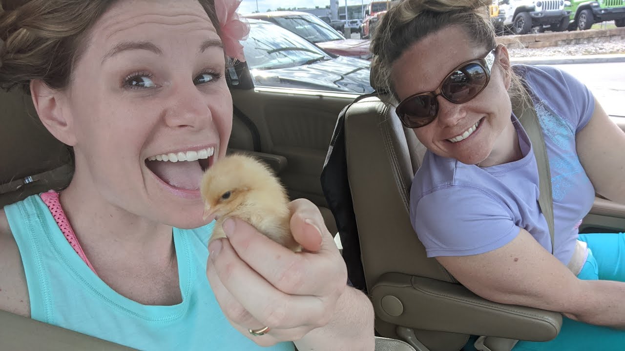 Tonights Show Will Be At 8, But Meet Our New Chicks First!