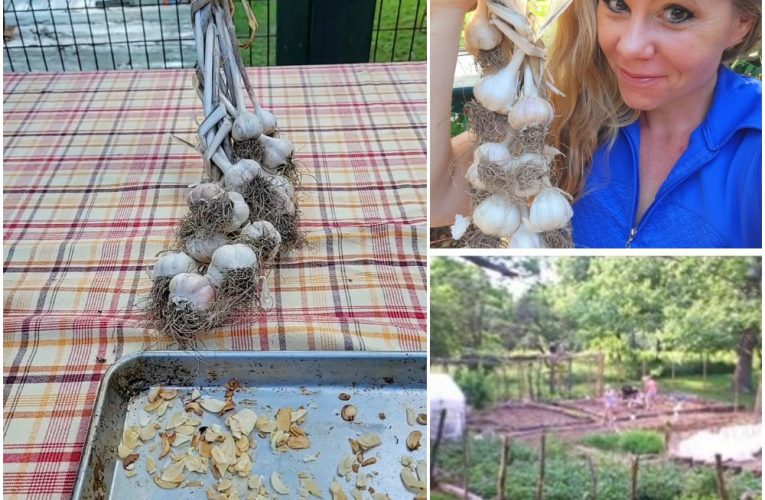 HOMEMADE GARLIC POWDER