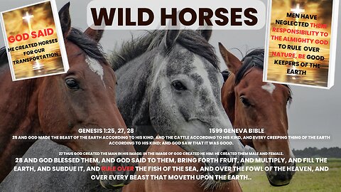 Part 1, 2 and 3 Edited Wild Horses, Men Neglected Their Responsibility To The Horses w/PG
