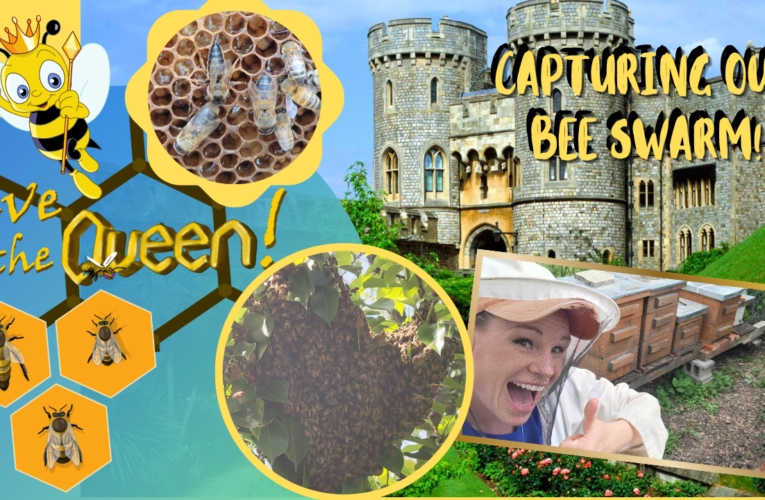 Exciting!!! Catching a Swarm of Bees!!