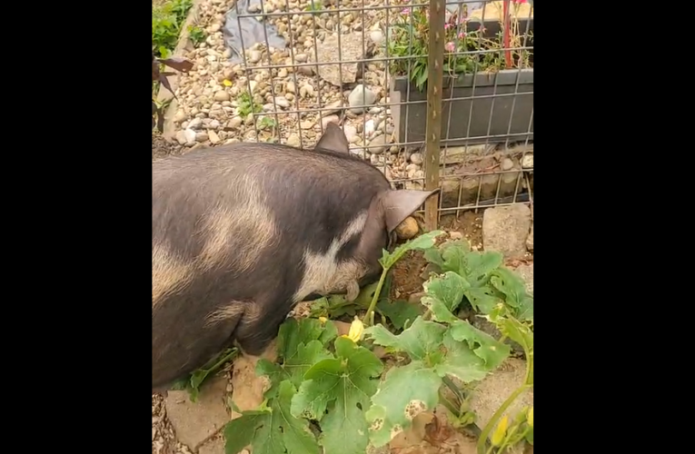 Piglets Are Gone, Moms Get a Day of Freedom on the Farm