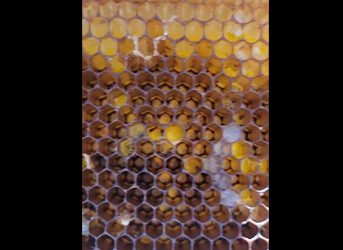 Some Days Bee Keeping Is Not All Sunshine and 🍯 Honey