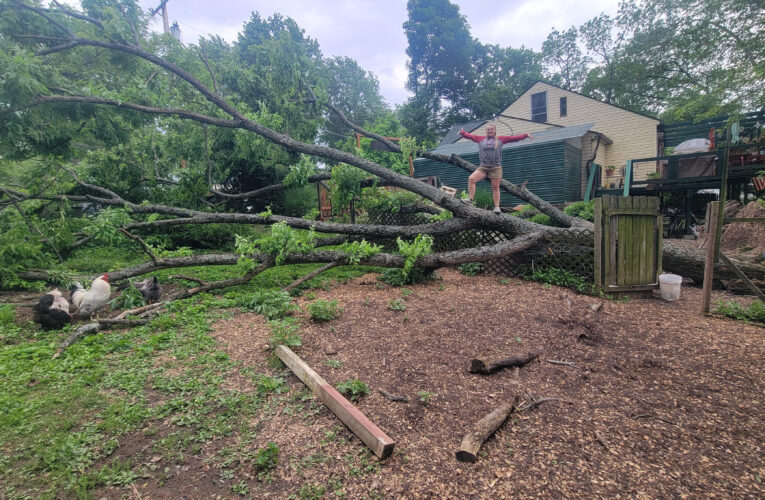 Massive Tree Down At God’s Little Acre! 