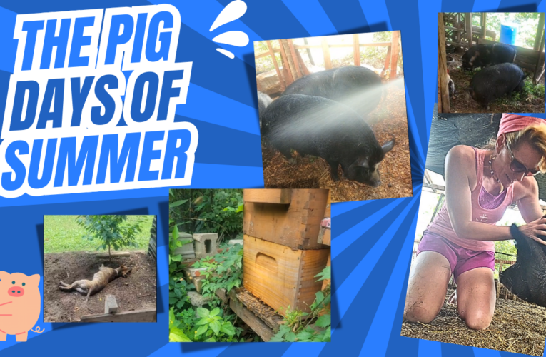The Pig Days of Summer: Water and Weeds