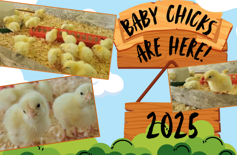 Baby Chicks Are Here!