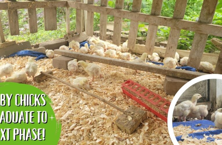 Baby Chicks Graduate To Next Phase!