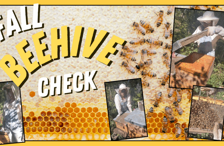 Fall BEEHIVE Check! 