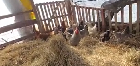 Sneaky Chickens and Snow Dogs