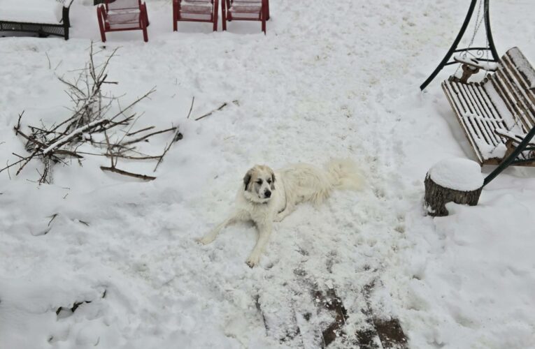 Forget Global Warming… We’ve Got Polar Bears In The Back Yard🤣