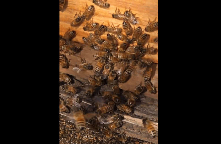 HoneyBees’ Winter Cleansing Flight
